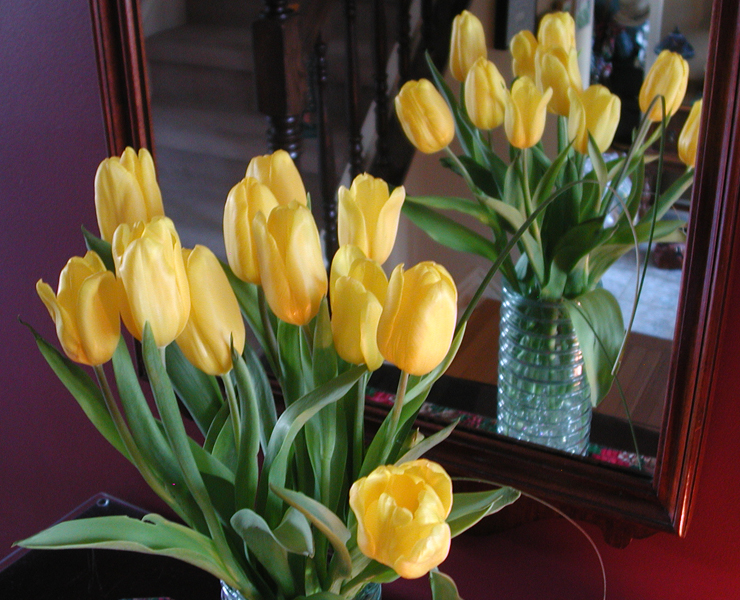 Yellow Tulips Photo by Ian Hammond